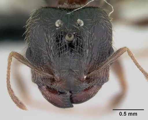 Pheidole komori specimen