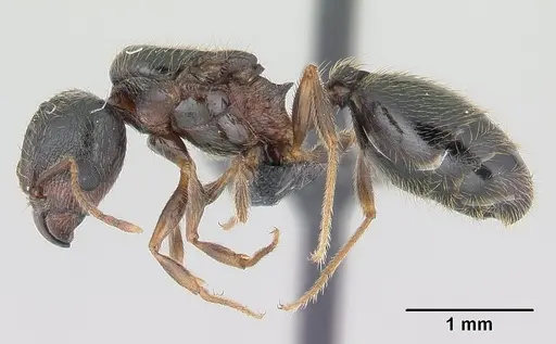 Pheidole komori specimen
