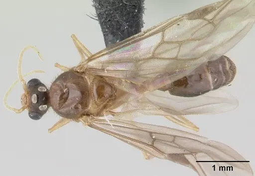 Pheidole komori - CASENT0147144