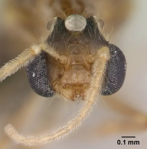 Pheidole komori - CASENT0147144