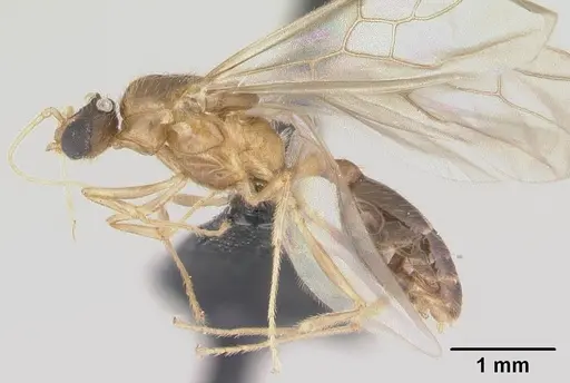 Pheidole komori - CASENT0147144