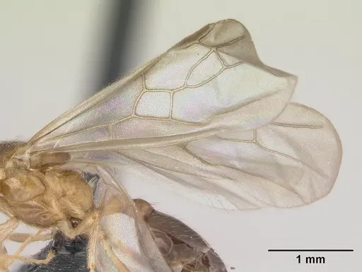 Pheidole komori - CASENT0147144