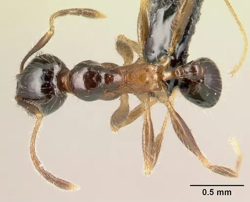 Pheidole komori - CASENT0147145