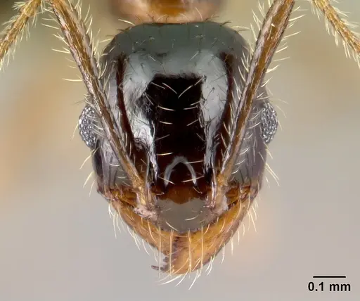 Pheidole komori - CASENT0147145