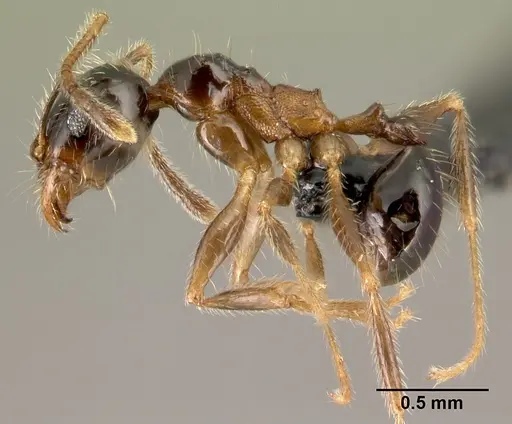 Pheidole komori - CASENT0147145