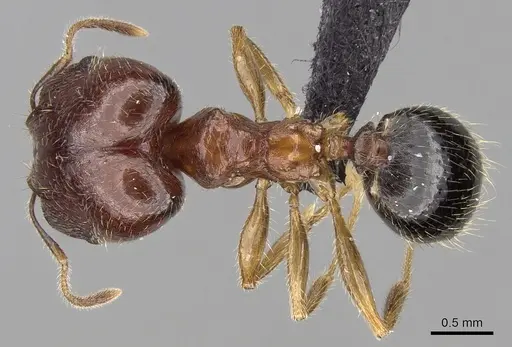 Pheidole komori - CASENT0147188