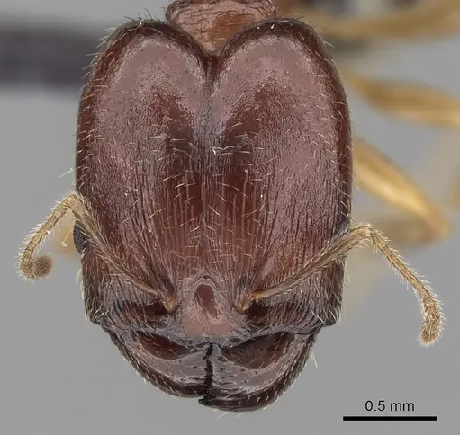 Pheidole komori - CASENT0147188