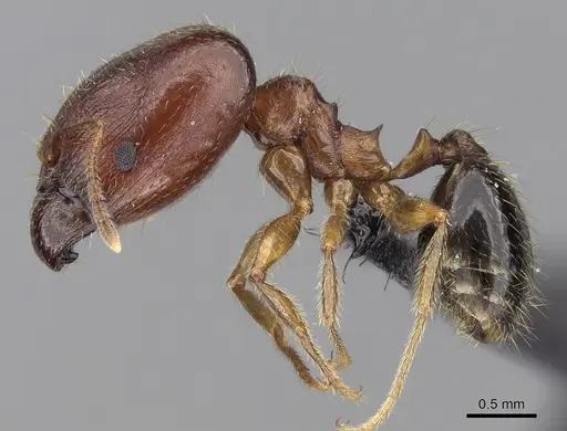 Pheidole komori - CASENT0147188