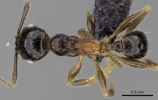 Pheidole komori - CASENT0149121
