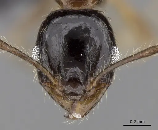 Pheidole komori - CASENT0149121