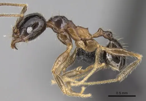 Pheidole komori - CASENT0149121