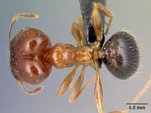 Pheidole komori - CASENT0179500