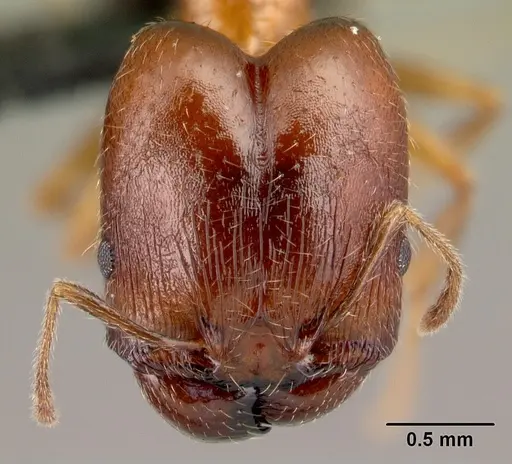 Pheidole komori - CASENT0179500
