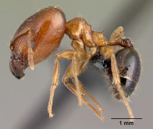 Pheidole komori - CASENT0179500