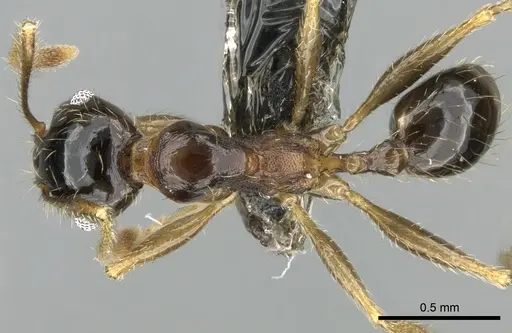Pheidole komori - CASENT0319245