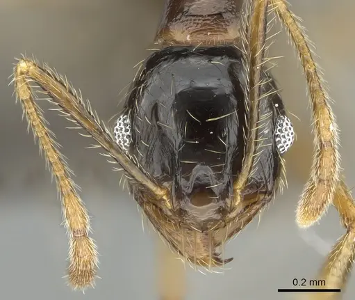 Pheidole komori - CASENT0319245