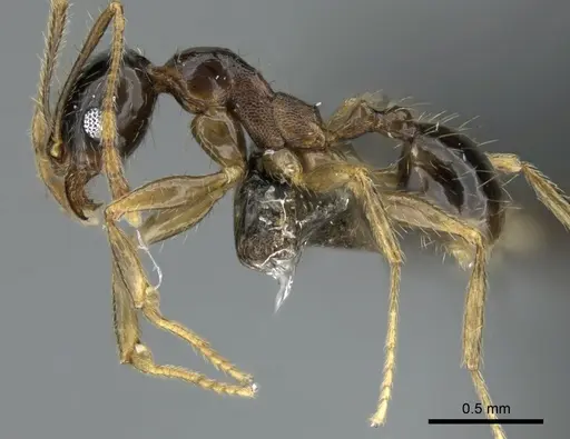Pheidole komori - CASENT0319245