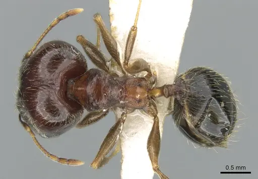Pheidole komori - CASENT0319246