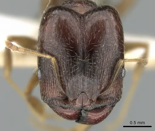 Pheidole komori - CASENT0319246