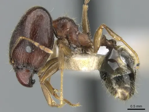 Pheidole komori - CASENT0319246