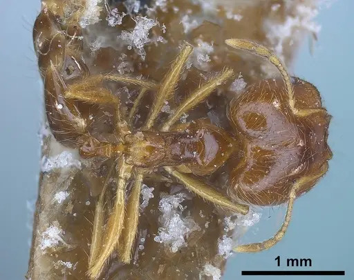 Pheidole koshewnikovi specimen