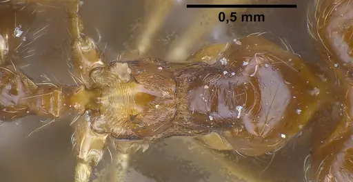 Pheidole koshewnikovi specimen