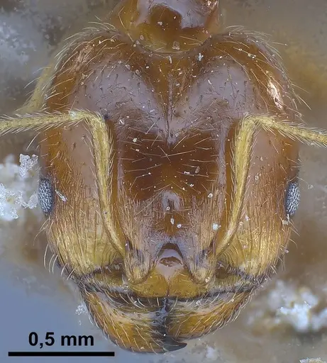 Pheidole koshewnikovi specimen