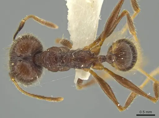 Pheidole kugleri specimen