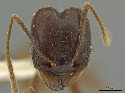 Pheidole kugleri specimen