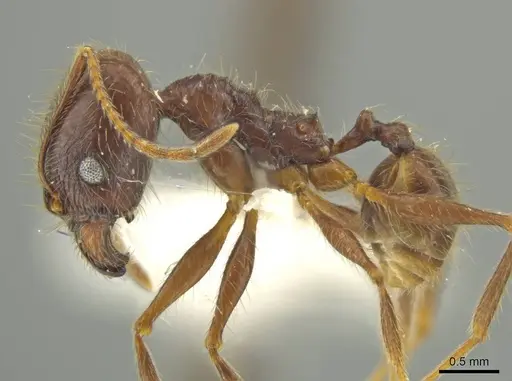 Pheidole kugleri specimen