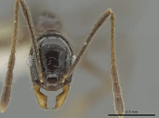 Pheidole kukrana specimen