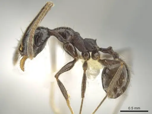 Pheidole kukrana specimen