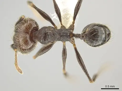 Pheidole kukrana - CASENT0624445