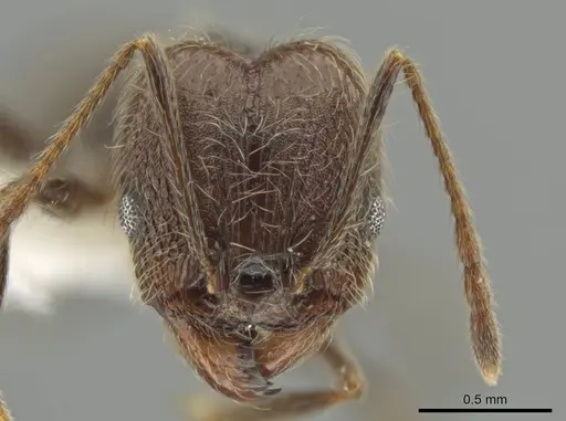 Pheidole kukrana - CASENT0624445