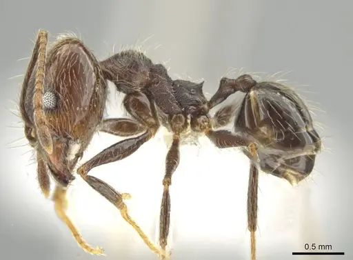 Pheidole kukrana - CASENT0624445