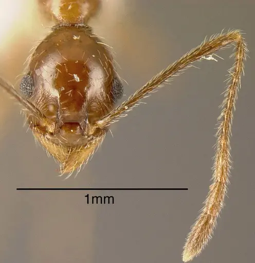 Pheidole kukrana - INBIOCRI002279462