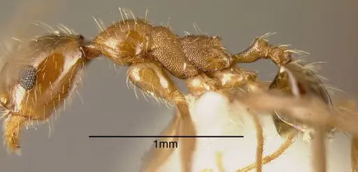 Pheidole kukrana - INBIOCRI002279462