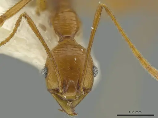 Pheidole laelaps specimen