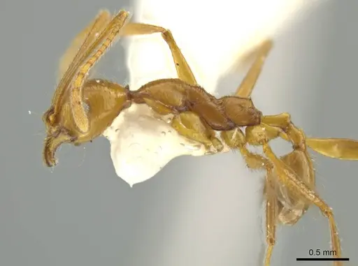 Pheidole laelaps specimen