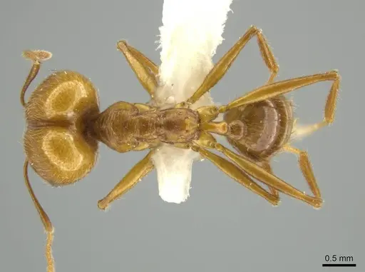 Pheidole laelaps - JTLC000016423