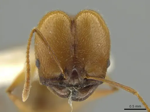 Pheidole laelaps - JTLC000016423