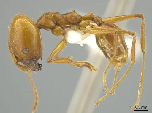 Pheidole laelaps - JTLC000016423
