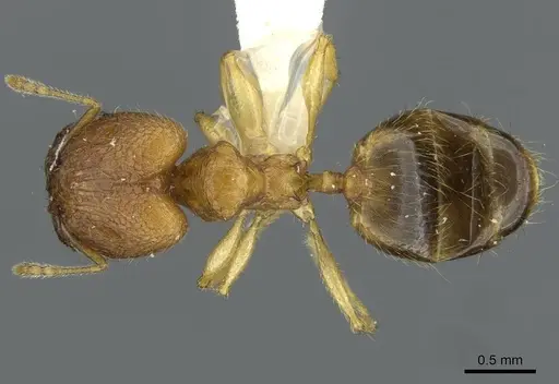 Pheidole laevicolor specimen