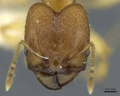 Pheidole laevicolor specimen