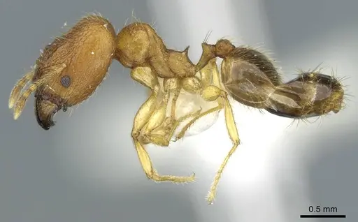 Pheidole laevicolor specimen