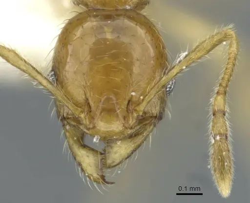 Pheidole laevicolor - CASENT0911217