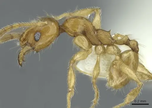 Pheidole laevicolor - CASENT0911217