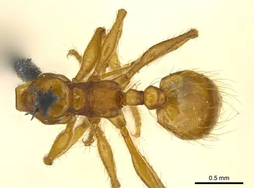 Pheidole laevifrons specimen