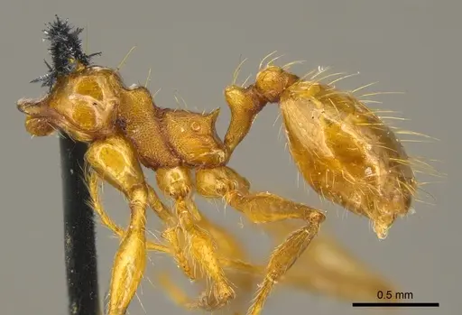 Pheidole laevifrons specimen