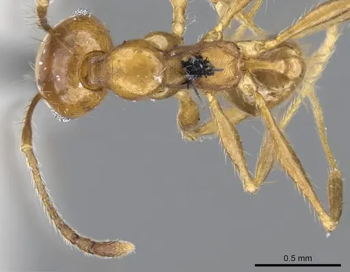 Pheidole laevifrons - CASENT0919782